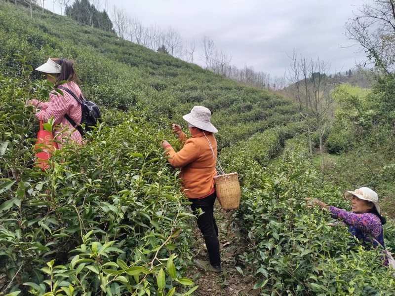 陜煤建設(shè)定點(diǎn)幫扶村：春茶采摘忙，茶香促振興